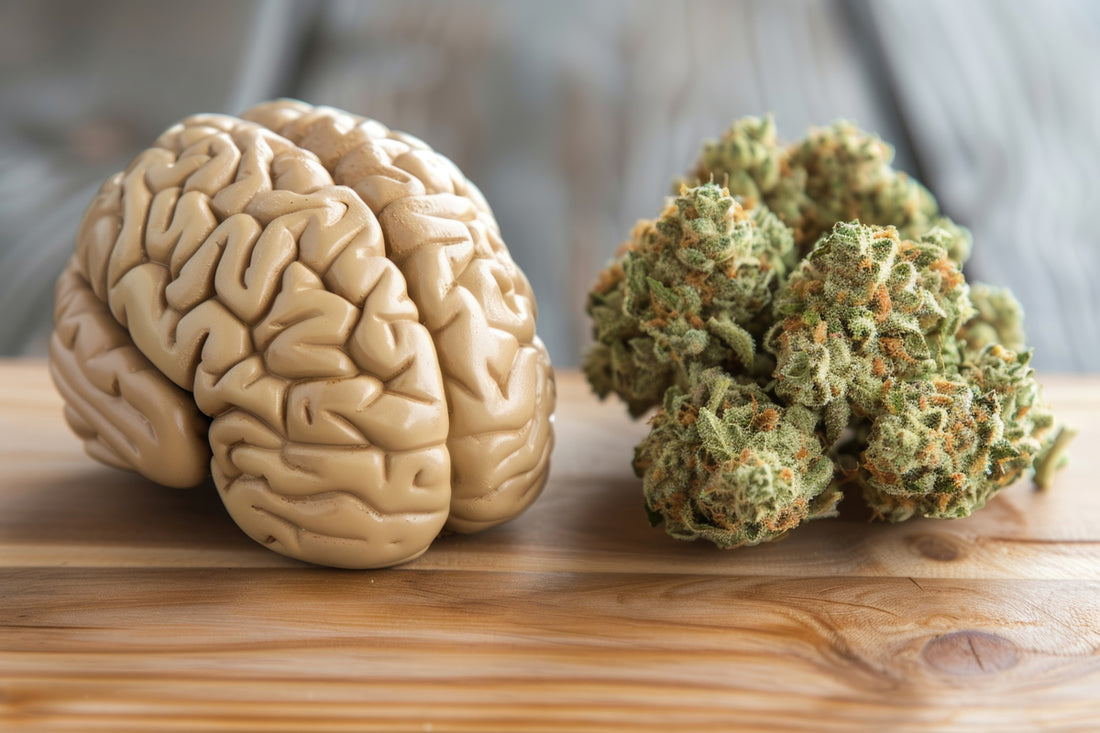 The Effects of Cannabis on the Brain