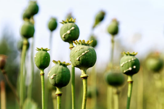 The History of Opium, Heroin and Synthetic Opioids